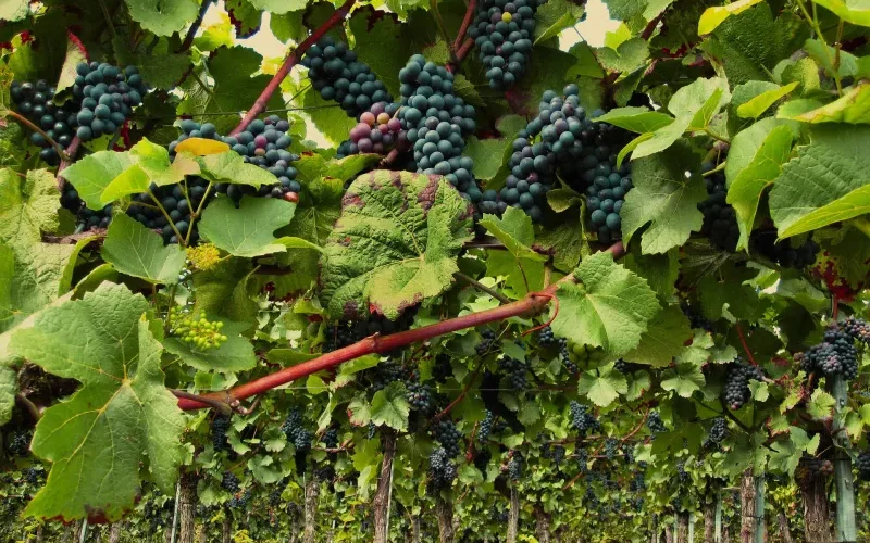 vines2546056_1920