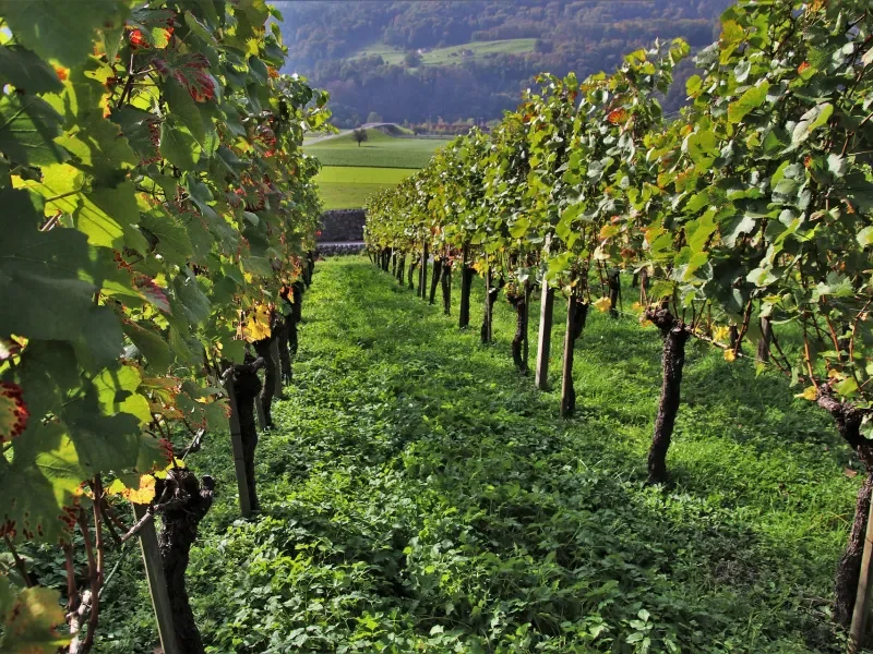 vineyard3757673_1920